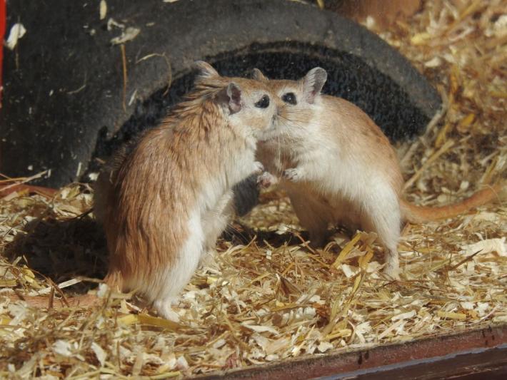 heimattiergarten-tierpark-zoo-fuerstenwalde-tiere-267