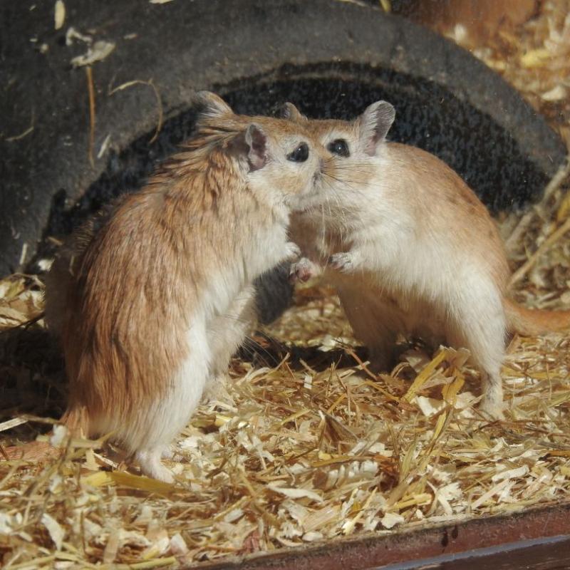 heimattiergarten-tierpark-zoo-fuerstenwalde-tiere-267