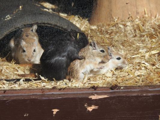 heimattiergarten-tierpark-zoo-fuerstenwalde-tiere-269