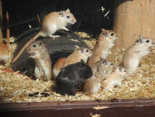 heimattiergarten-tierpark-zoo-fuerstenwalde-tiere-270