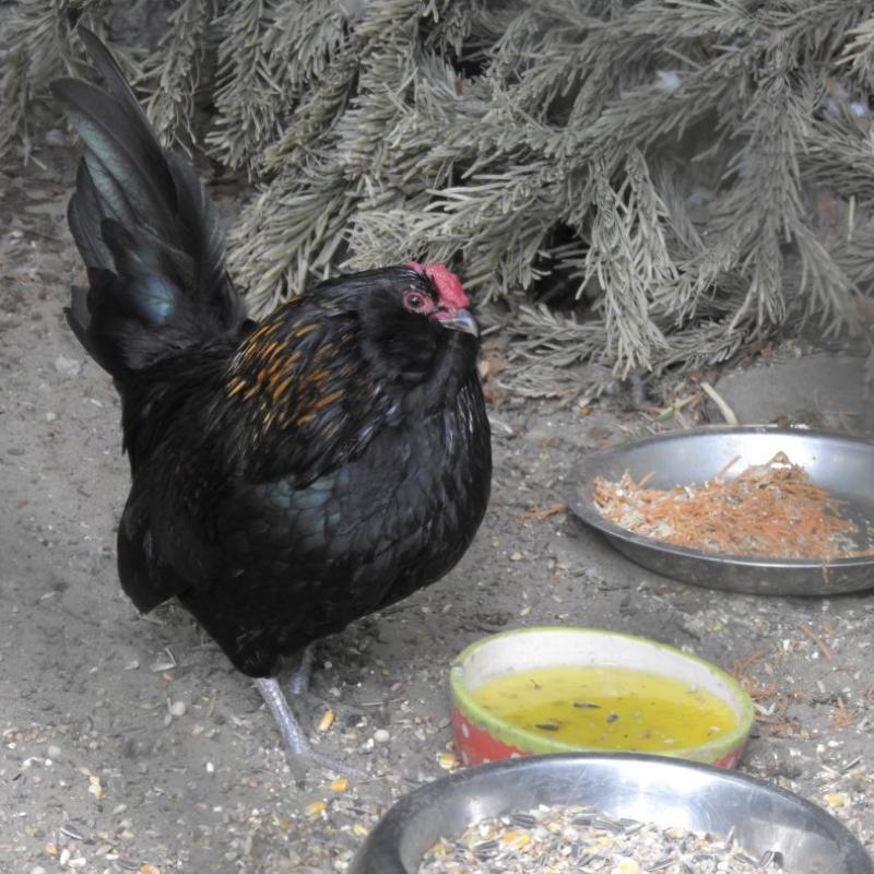 heimattiergarten-tierpark-zoo-fuerstenwalde-tiere-024