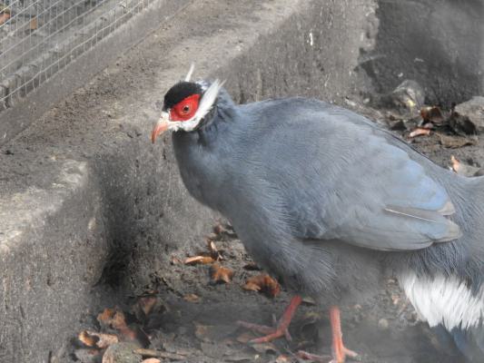 heimattiergarten-tierpark-zoo-fuerstenwalde-tiere-058