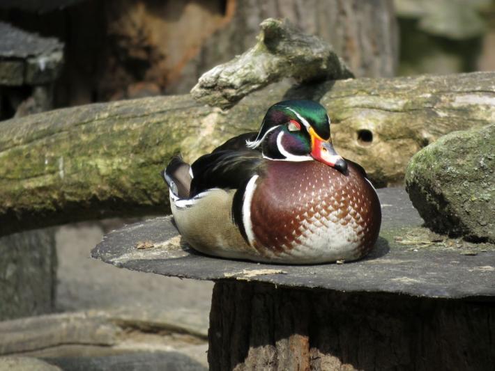 heimattiergarten-tierpark-zoo-fuerstenwalde-tiere-071