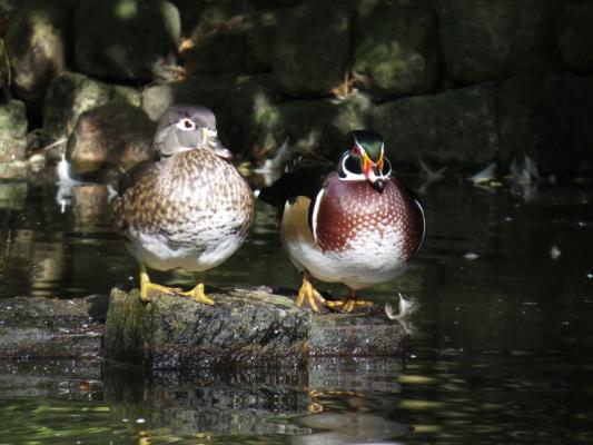 heimattiergarten-tierpark-zoo-fuerstenwalde-tiere-077