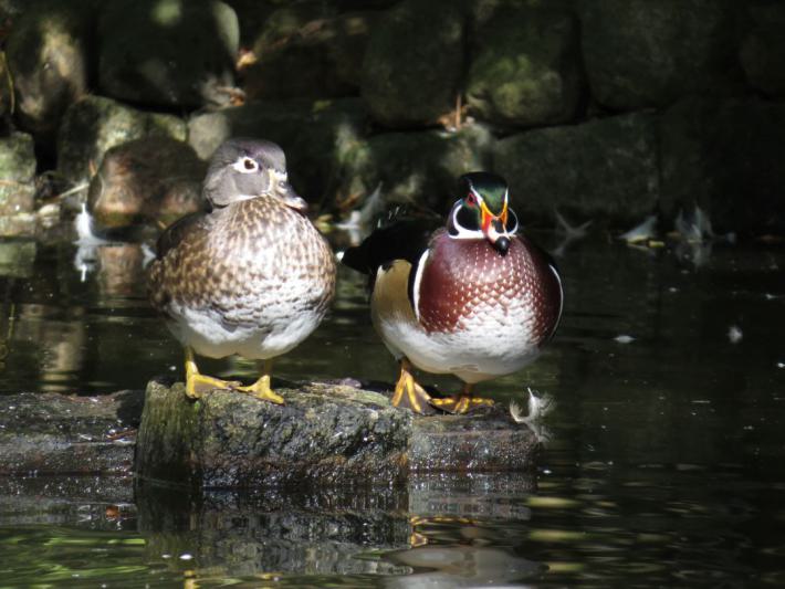 heimattiergarten-tierpark-zoo-fuerstenwalde-tiere-077