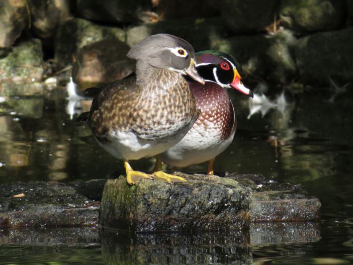 heimattiergarten-tierpark-zoo-fuerstenwalde-tiere-078