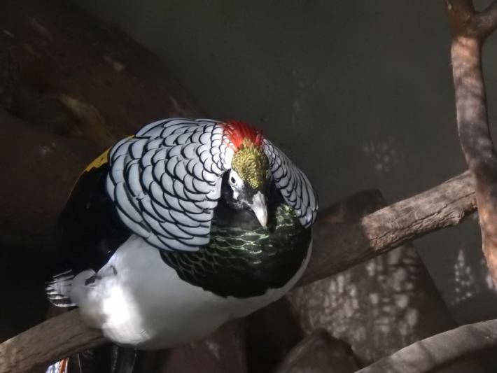 heimattiergarten-tierpark-zoo-fuerstenwalde-tiere-112