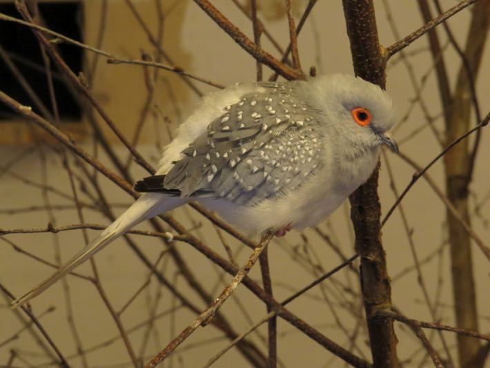 heimattiergarten-tierpark-zoo-fuerstenwalde-tiere-117