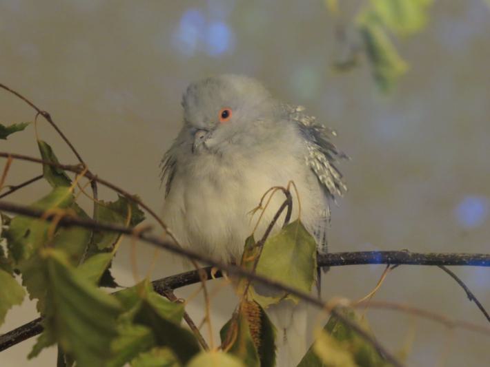 heimattiergarten-tierpark-zoo-fuerstenwalde-tiere-118