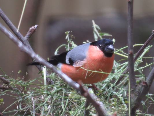 heimattiergarten-tierpark-zoo-fuerstenwalde-tiere-119