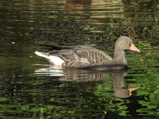 heimattiergarten-tierpark-zoo-fuerstenwalde-tiere-162