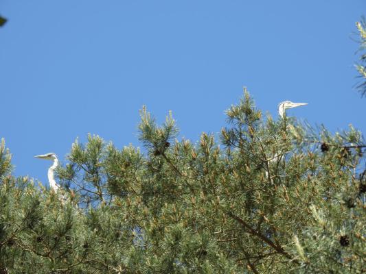 heimattiergarten-tierpark-zoo-fuerstenwalde-tiere-169
