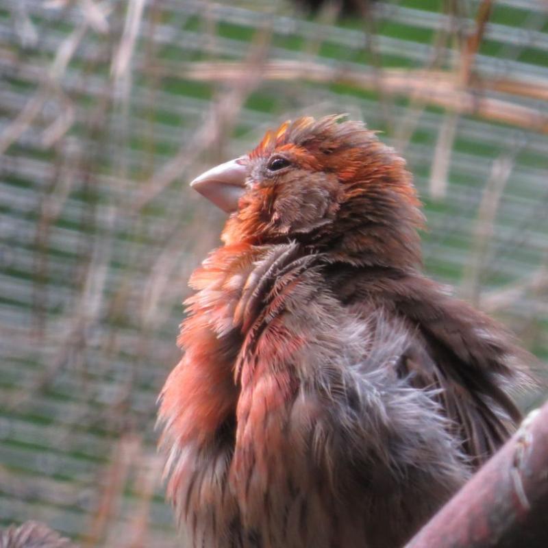 heimattiergarten-tierpark-zoo-fuerstenwalde-tiere-212