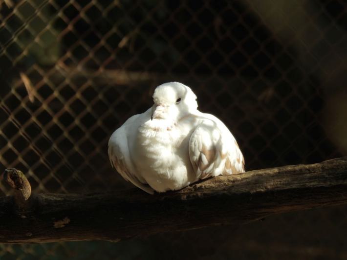 heimattiergarten-tierpark-zoo-fuerstenwalde-tiere-215