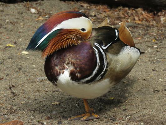heimattiergarten-tierpark-zoo-fuerstenwalde-tiere-261