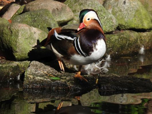 heimattiergarten-tierpark-zoo-fuerstenwalde-tiere-262