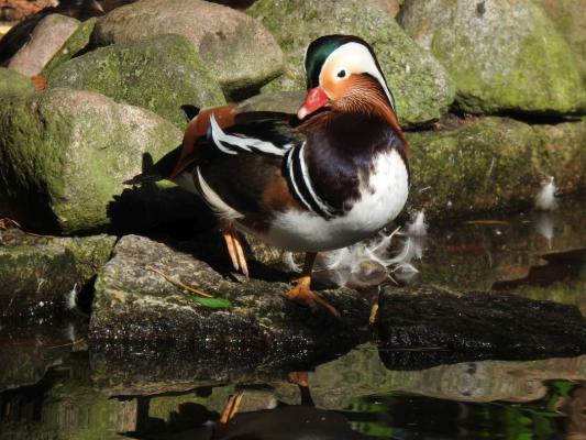 heimattiergarten-tierpark-zoo-fuerstenwalde-tiere-262
