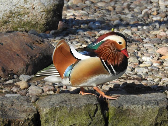 heimattiergarten-tierpark-zoo-fuerstenwalde-tiere-264