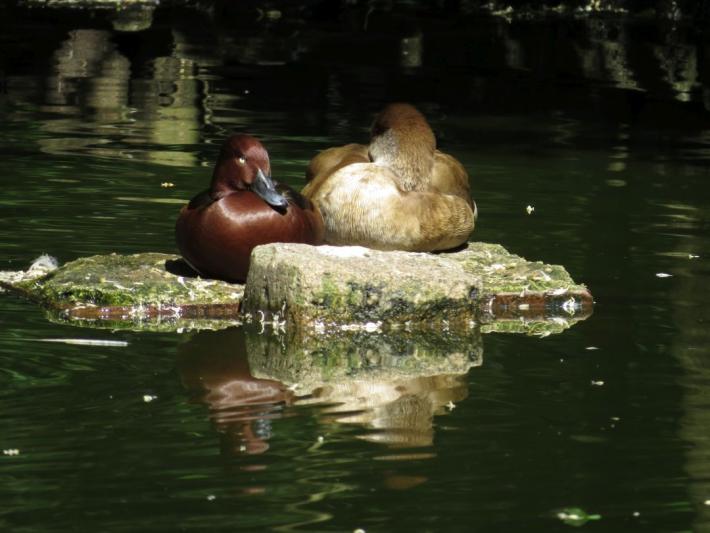 heimattiergarten-tierpark-zoo-fuerstenwalde-tiere-272
