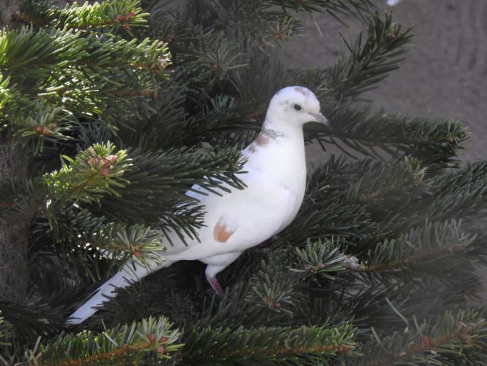 heimattiergarten-tierpark-zoo-fuerstenwalde-tiere-289