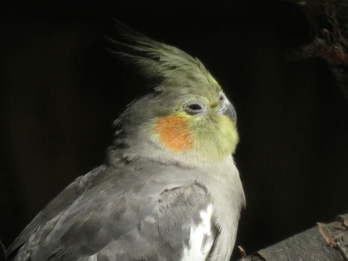 heimattiergarten-tierpark-zoo-fuerstenwalde-tiere-290