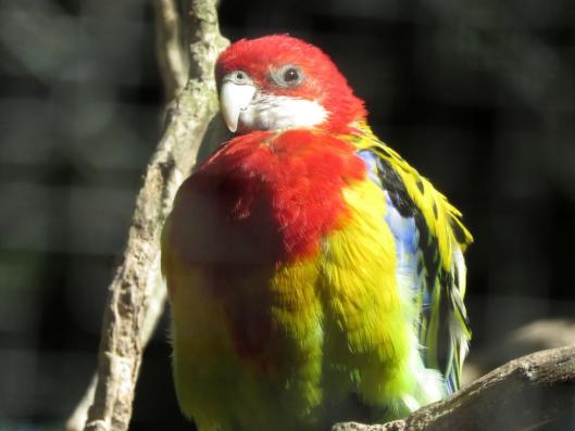 heimattiergarten-tierpark-zoo-fuerstenwalde-tiere-299