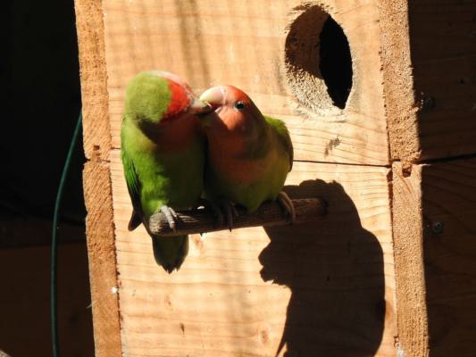 heimattiergarten-tierpark-zoo-fuerstenwalde-tiere-300