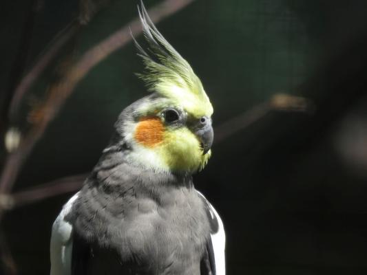 heimattiergarten-tierpark-zoo-fuerstenwalde-tiere-343