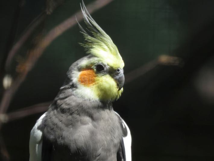 heimattiergarten-tierpark-zoo-fuerstenwalde-tiere-343