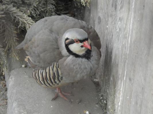 heimattiergarten-tierpark-zoo-fuerstenwalde-tiere-351