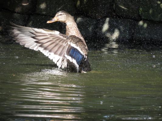 heimattiergarten-tierpark-zoo-fuerstenwalde-tiere-382