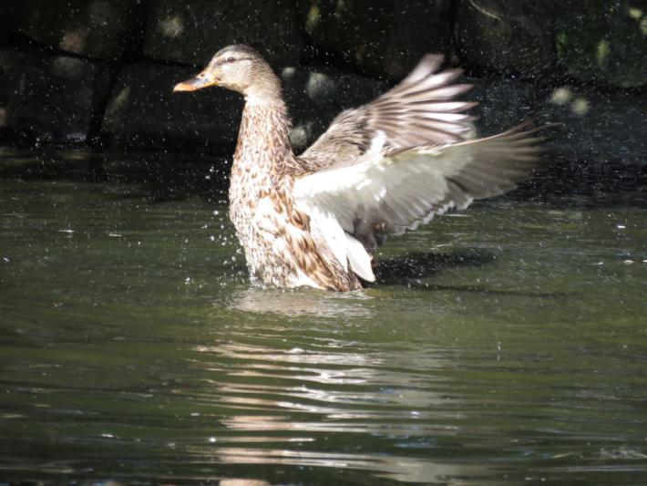 heimattiergarten-tierpark-zoo-fuerstenwalde-tiere-383
