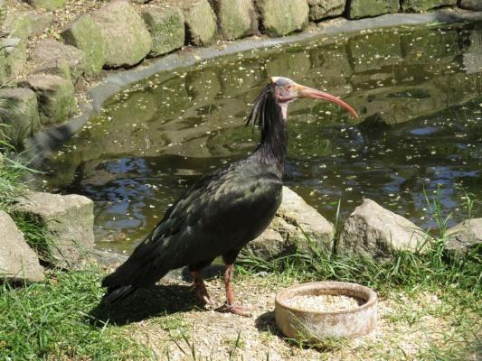 heimattiergarten-tierpark-zoo-fuerstenwalde-tiere-410