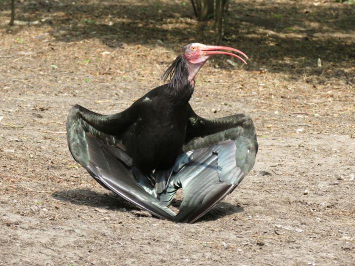 heimattiergarten-tierpark-zoo-fuerstenwalde-tiere-411