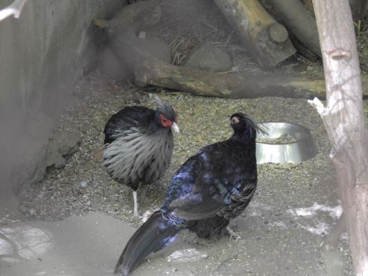 heimattiergarten-tierpark-zoo-fuerstenwalde-tiere-424