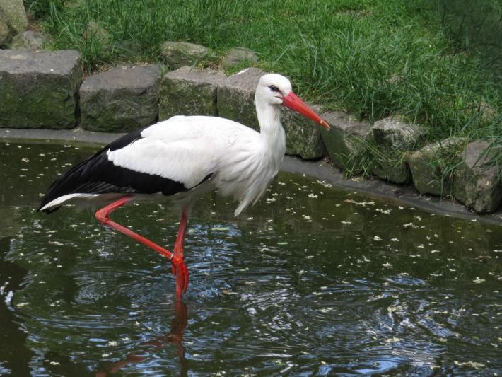 heimattiergarten-tierpark-zoo-fuerstenwalde-tiere-425
