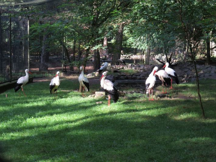 heimattiergarten-tierpark-zoo-fuerstenwalde-tiere-427
