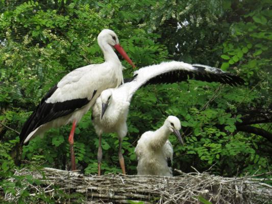 heimattiergarten-tierpark-zoo-fuerstenwalde-tiere-432