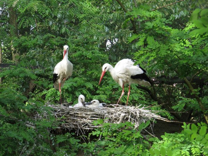 heimattiergarten-tierpark-zoo-fuerstenwalde-tiere-433