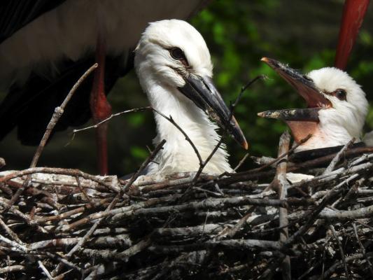 heimattiergarten-tierpark-zoo-fuerstenwalde-tiere-435