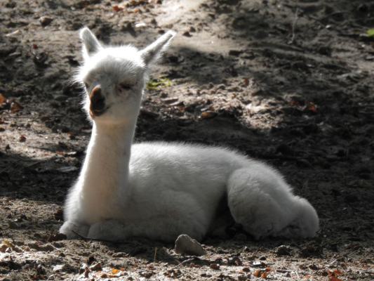 heimattiergarten-tierpark-zoo-fuerstenwalde-tiere-003