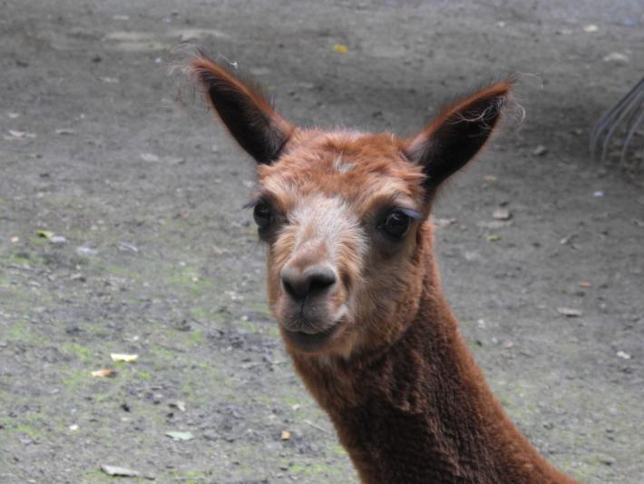 heimattiergarten-tierpark-zoo-fuerstenwalde-tiere-007