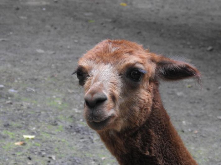 heimattiergarten-tierpark-zoo-fuerstenwalde-tiere-008
