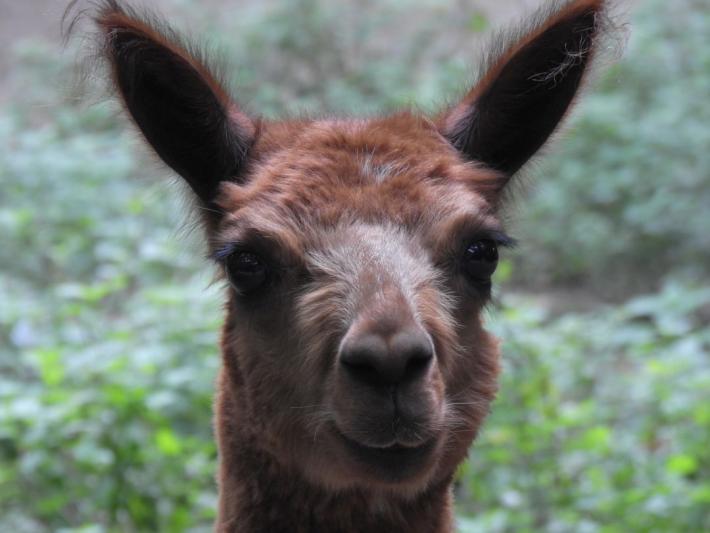 heimattiergarten-tierpark-zoo-fuerstenwalde-tiere-009