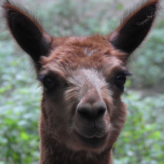 heimattiergarten-tierpark-zoo-fuerstenwalde-tiere-009