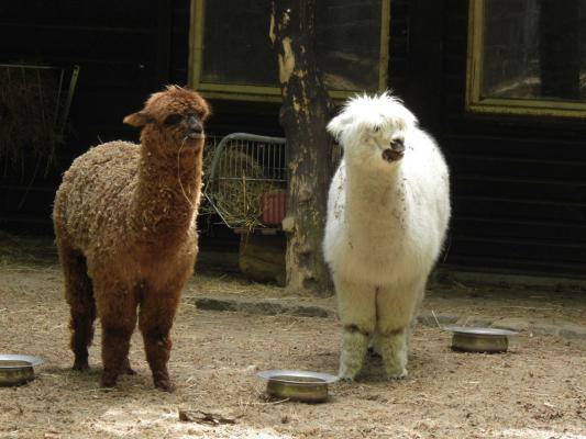 heimattiergarten-tierpark-zoo-fuerstenwalde-tiere-010