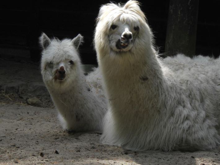 heimattiergarten-tierpark-zoo-fuerstenwalde-tiere-011