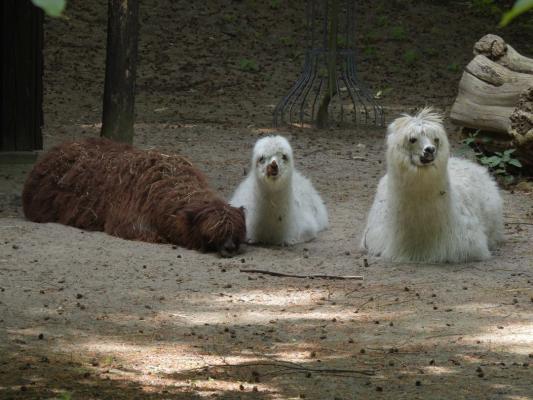 heimattiergarten-tierpark-zoo-fuerstenwalde-tiere-012