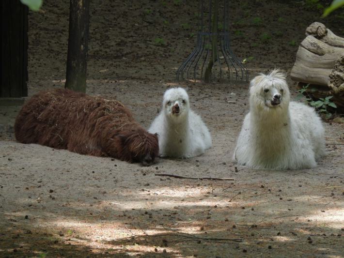 heimattiergarten-tierpark-zoo-fuerstenwalde-tiere-012