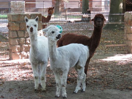 heimattiergarten-tierpark-zoo-fuerstenwalde-tiere-014